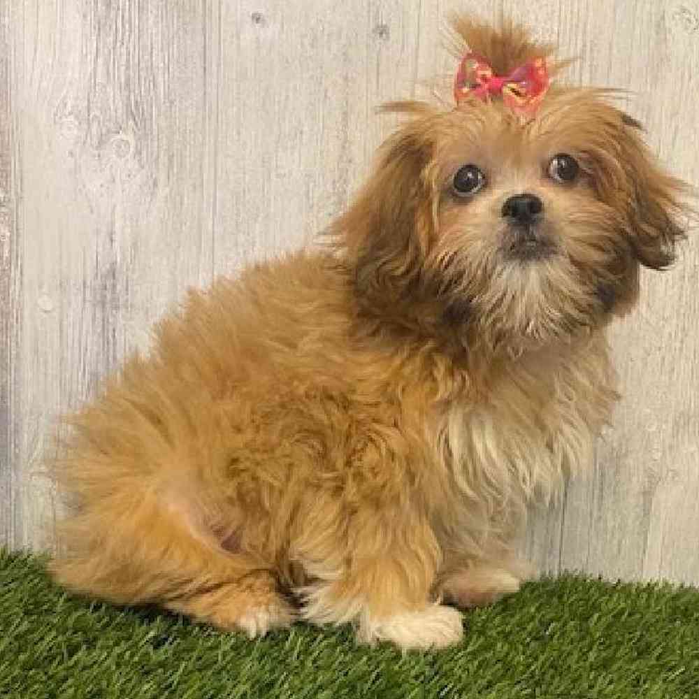 Female Lhasa Apso Puppy for sale
