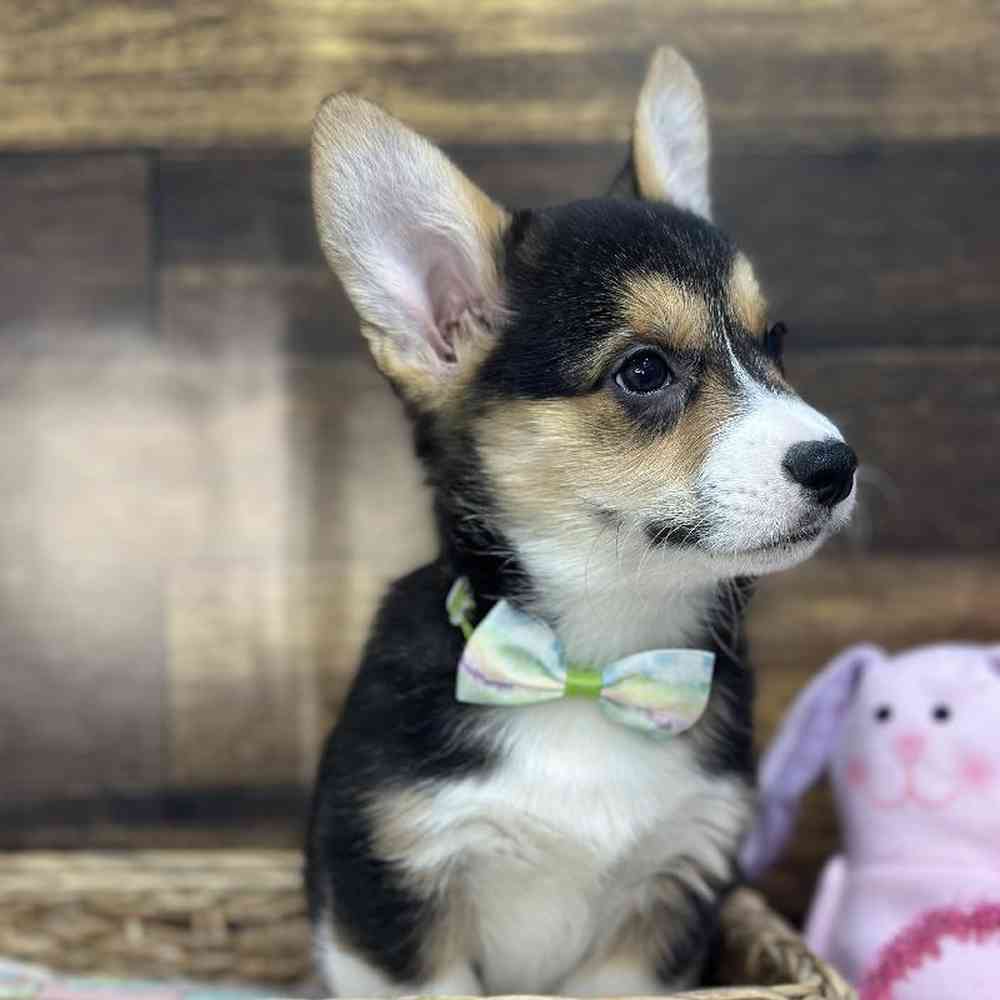 Male Pembroke Welsh Corgi Puppy for Sale in Saugus, MA