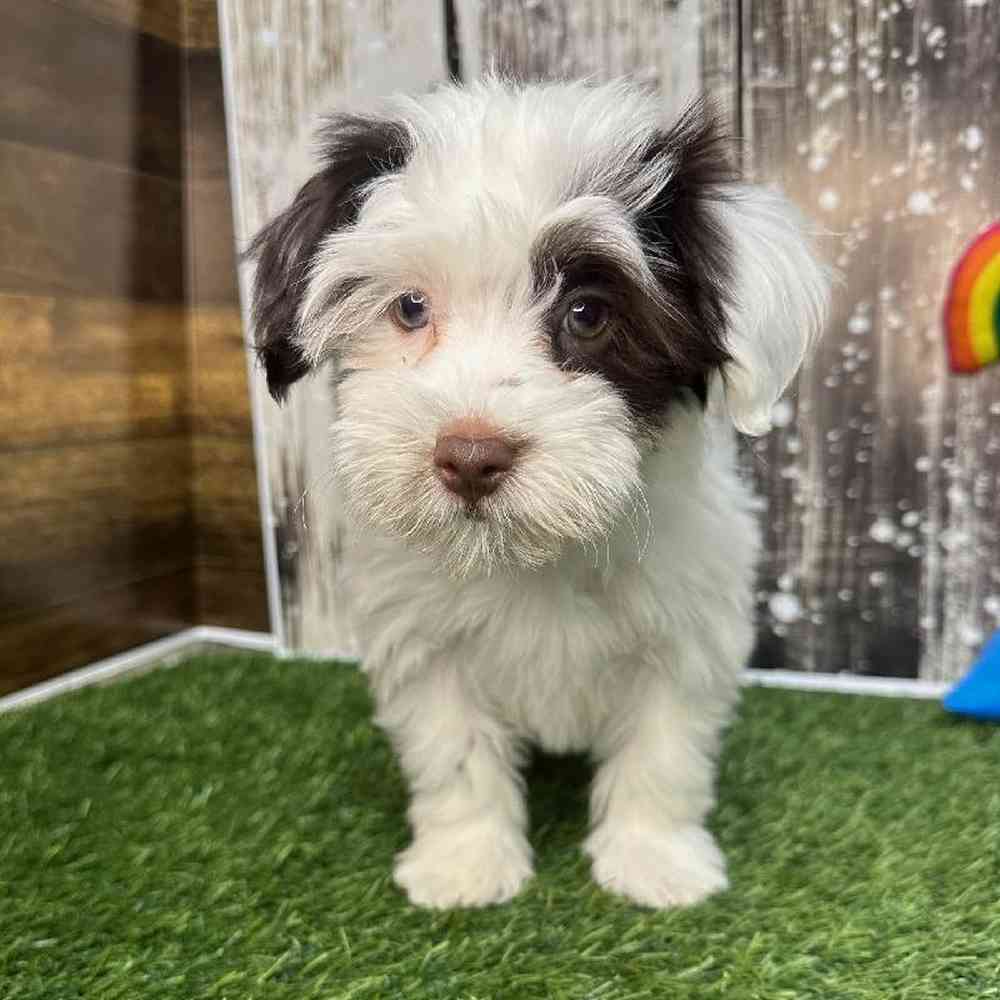 Male Havanese Puppy for Sale in Saugus, MA