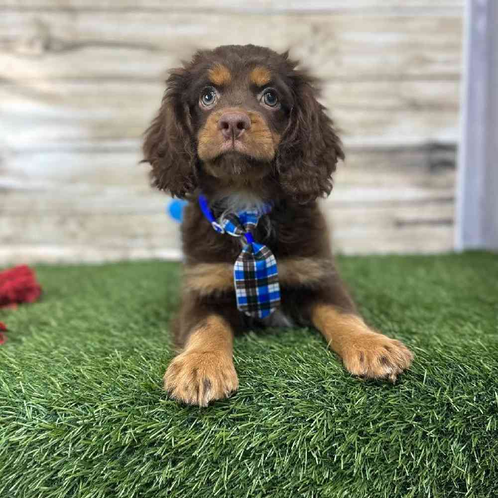 Male Cotralian (Mini Aussie/Cocker Spaniel) Puppy for Sale in Saugus, MA