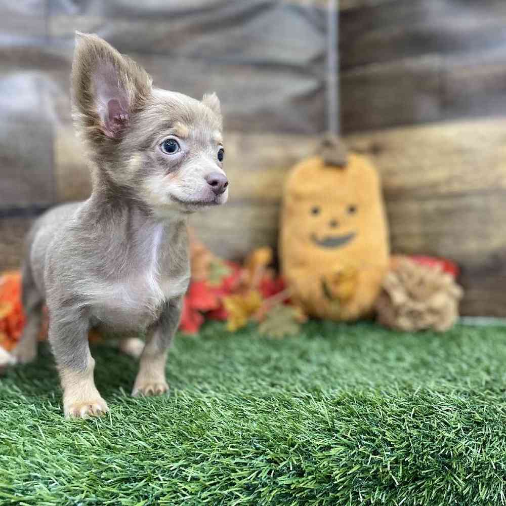 Male Chihuahua Puppy for Sale in Braintree, MA