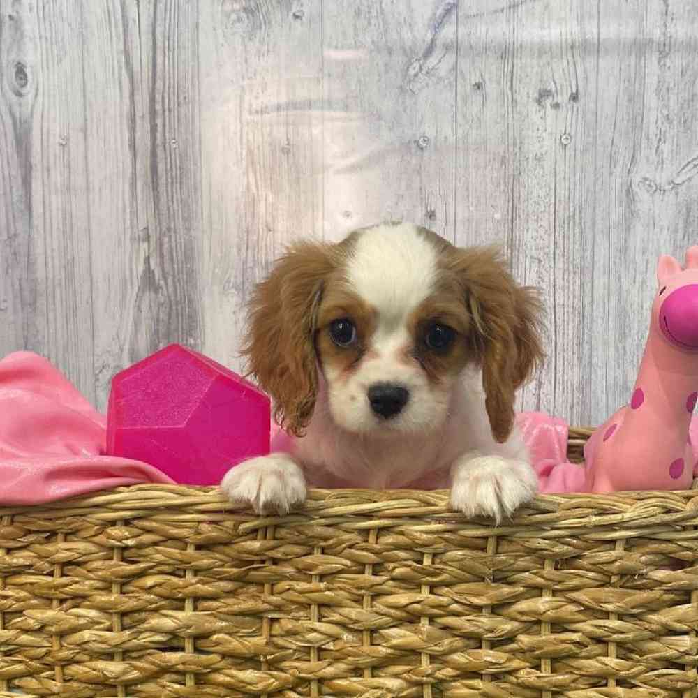 Female Cavalier King Charles Spaniel Puppy for Sale in Saugus, MA
