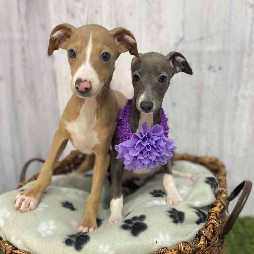Female Italian Greyhound Puppy for Sale in Saugus, MA
