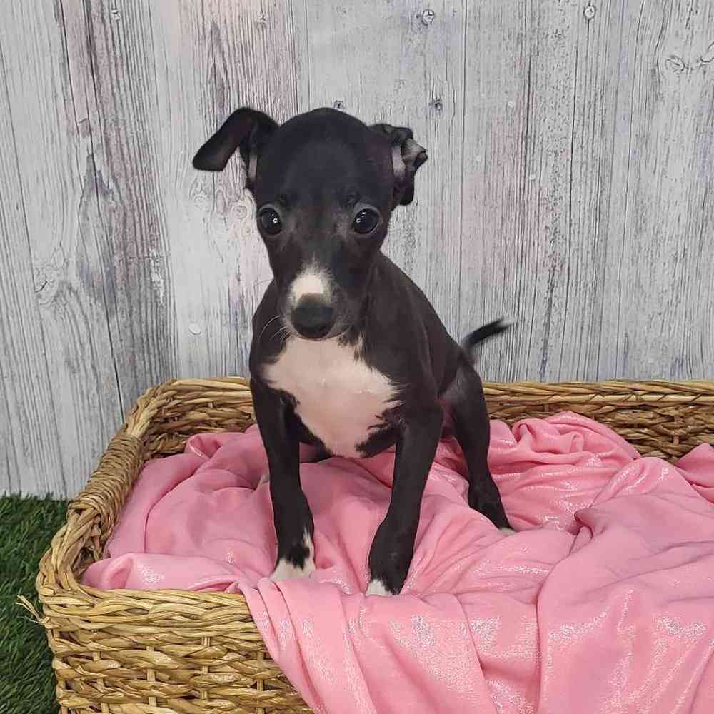 Female Italian Greyhound Puppy for Sale in Saugus, MA