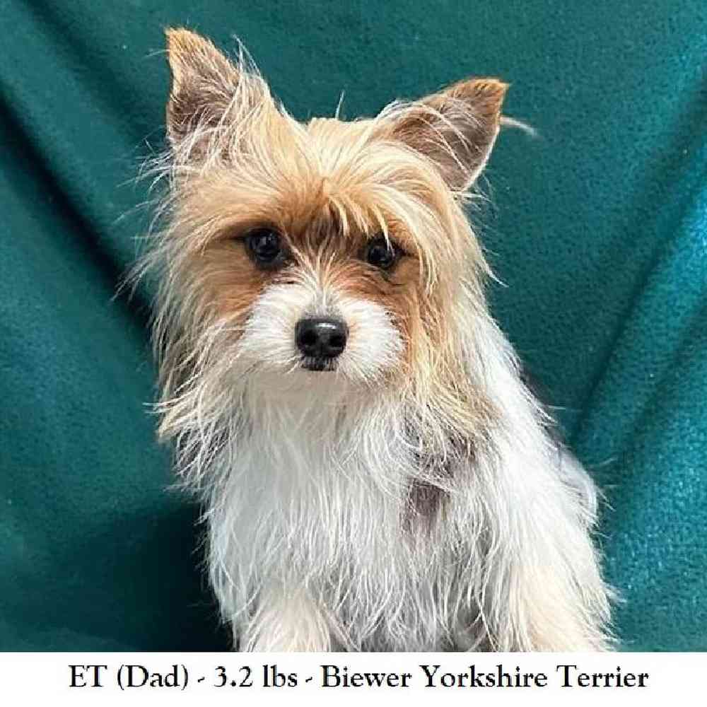 Male Biewer Yorkshire Terrier Puppy for Sale in Saugus, MA