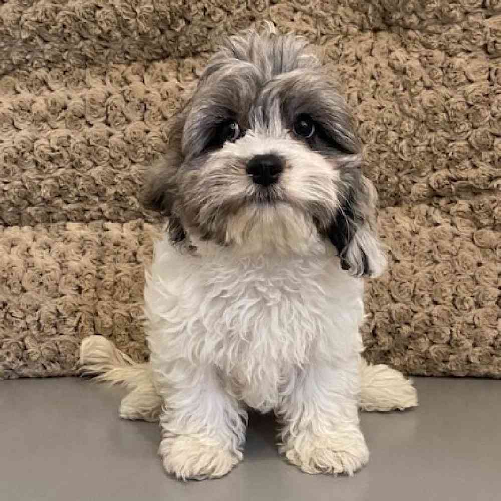 Female CockaChon Puppy for sale