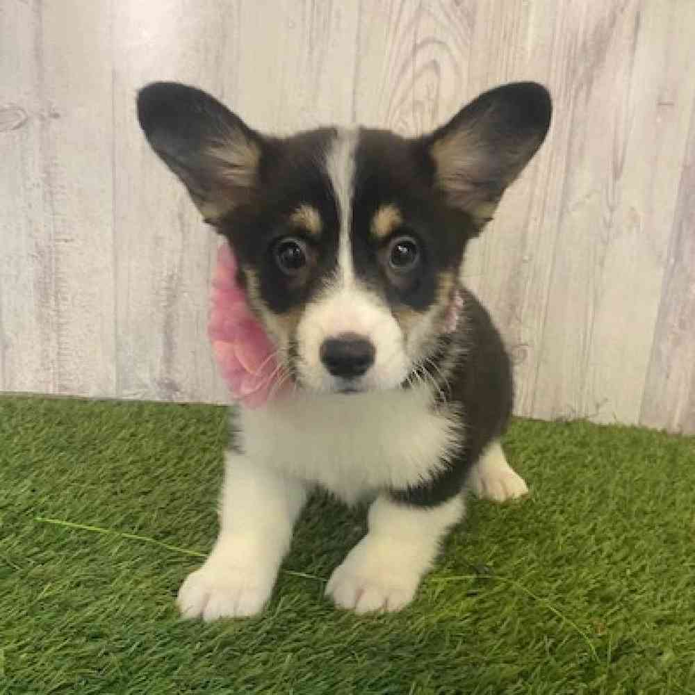 Female Pembroke Welsh Corgi Puppy for Sale in Saugus, MA