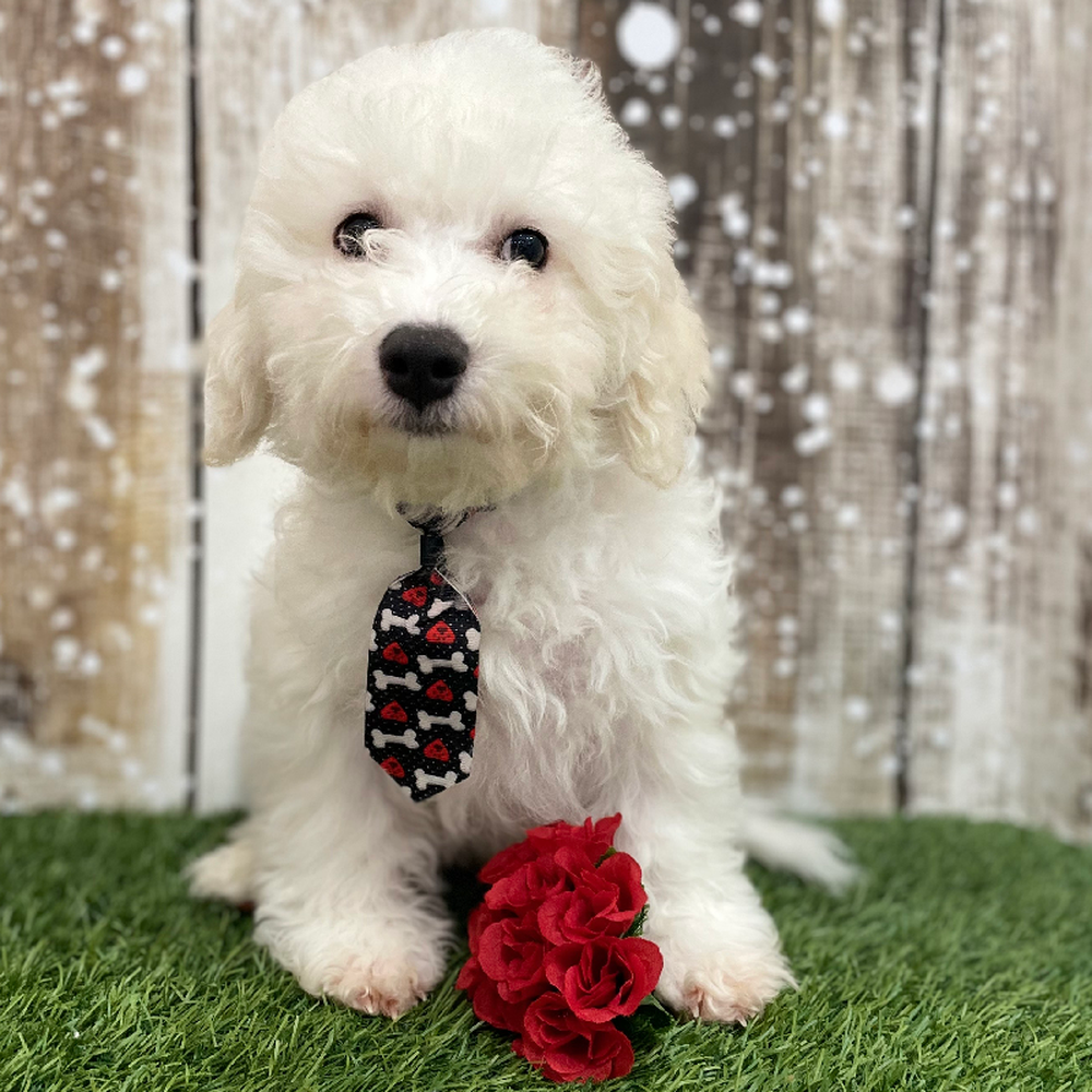 Male Bichon Frise Puppy for Sale in Braintree, MA
