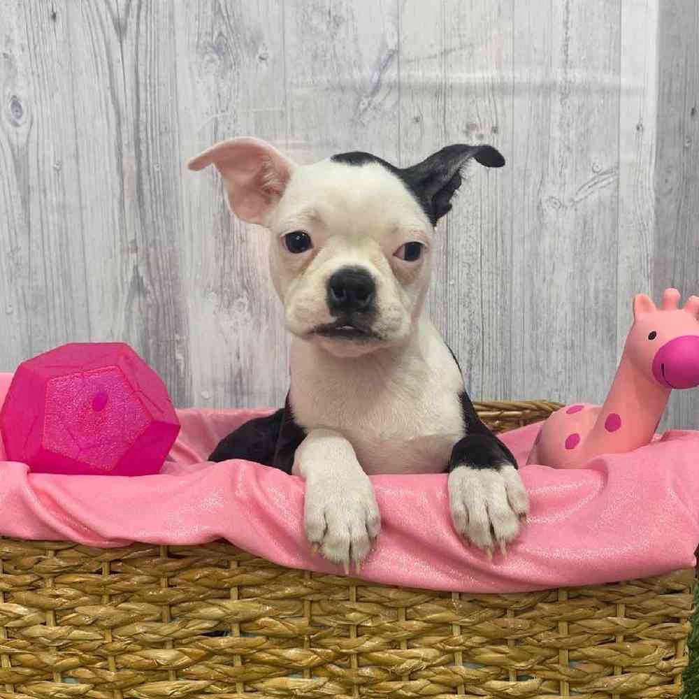 Female Boston Terrier Puppy for Sale in Saugus, MA