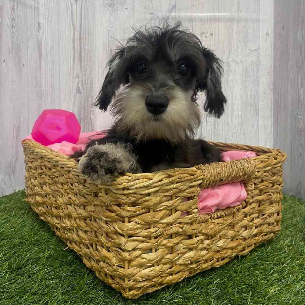 Female Chonzer (Bichon/Min Schnauzer) Puppy for Sale in Saugus, MA