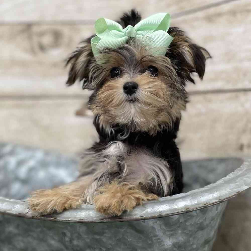 Female Morkie Puppy for Sale in Braintree, MA