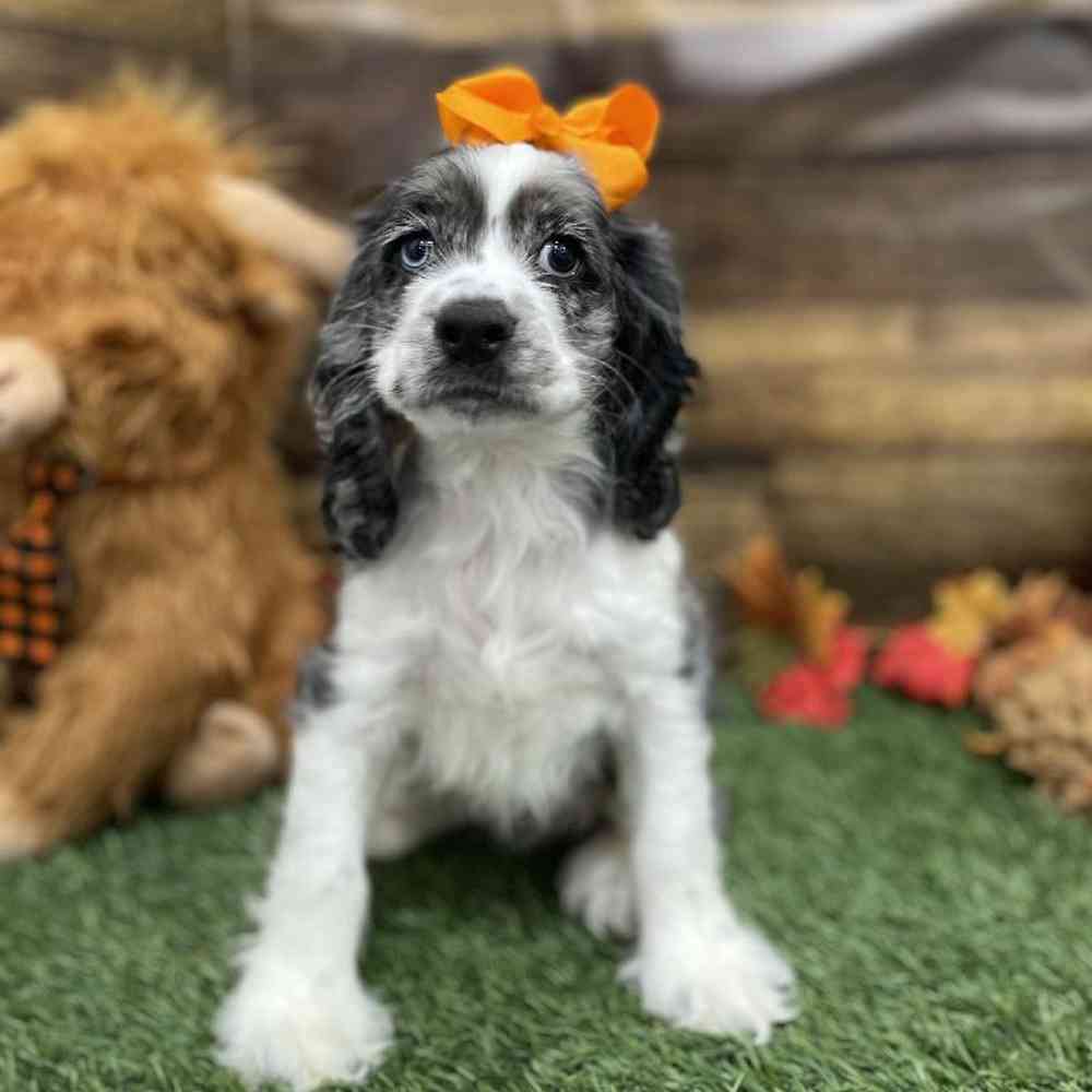 Female Cocker Spaniel Puppy for Sale in Braintree, MA