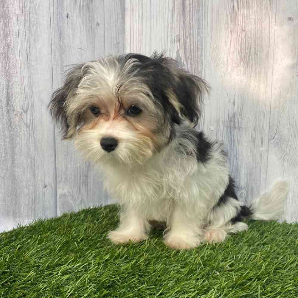 Male Morkie Puppy for Sale in Saugus, MA