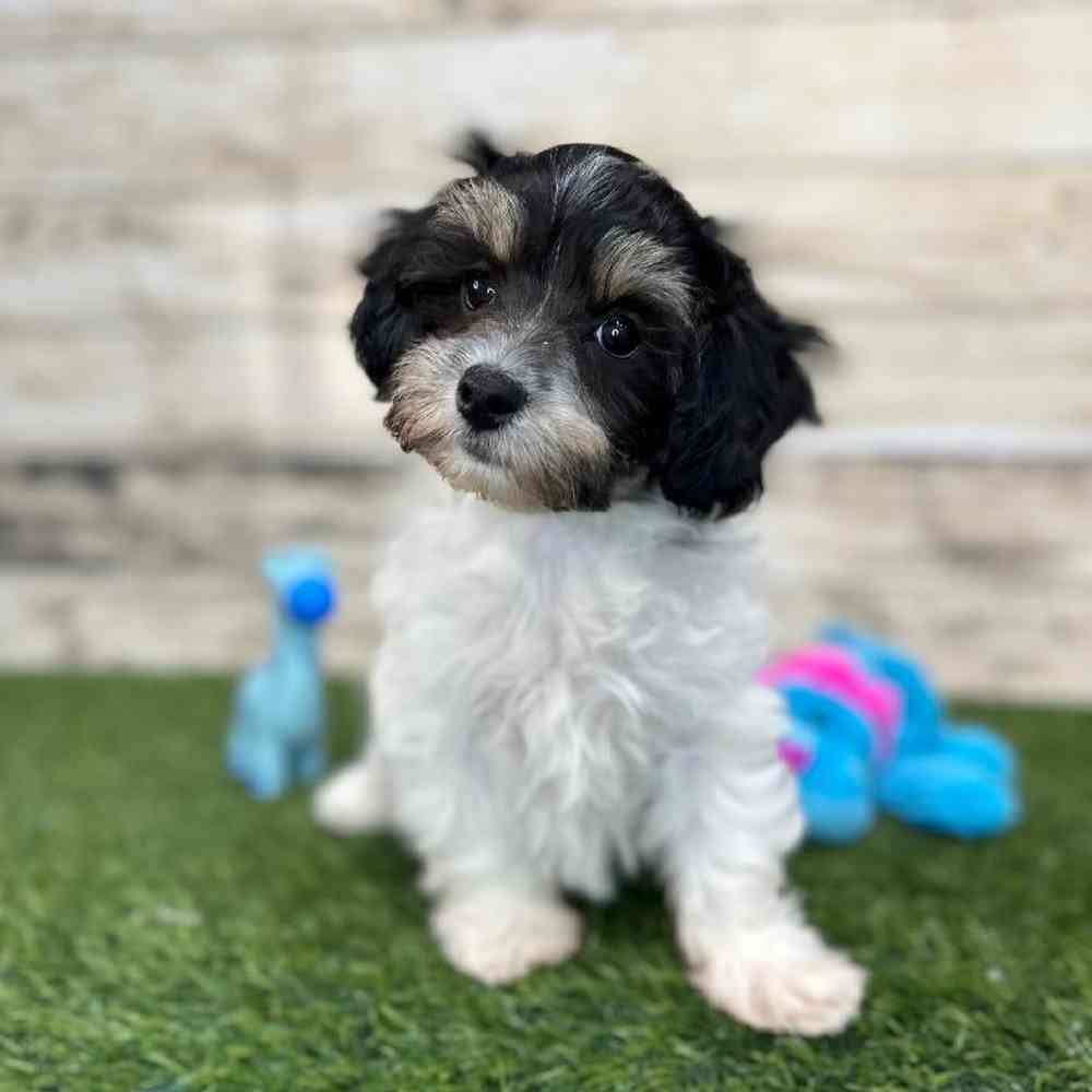 Male Hava-Chon Puppy for Sale in Saugus, MA