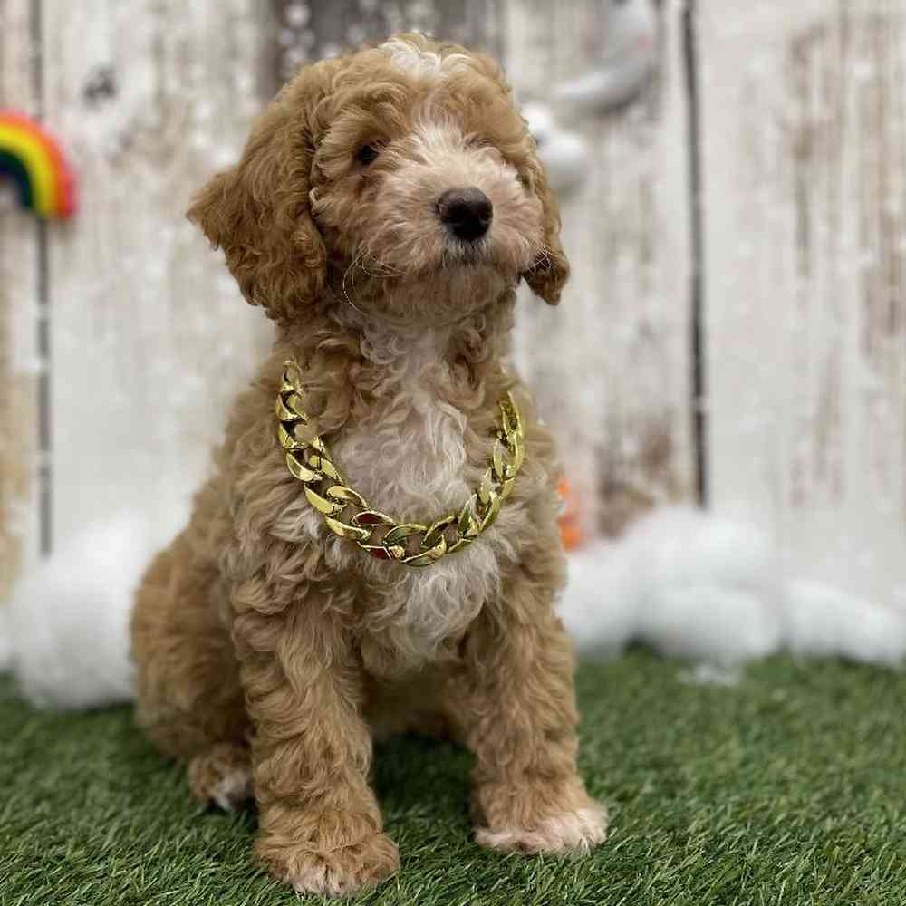 Male Mini Goldendoodle 2nd Gen Puppy for Sale in Braintree, MA