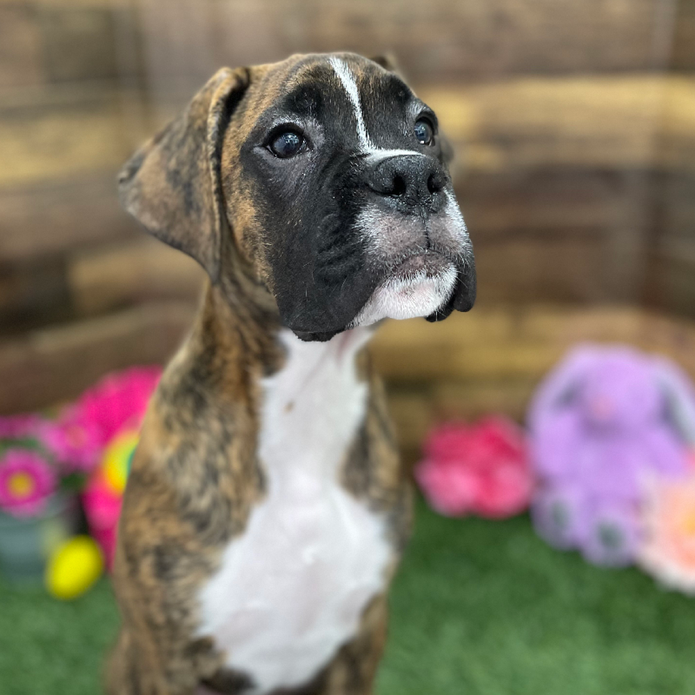 Male Boxer Puppy for Sale in Braintree, MA