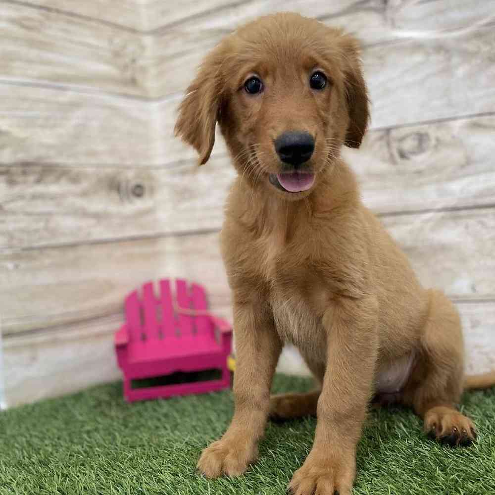 Female Golden Retriever Puppy for Sale in Braintree, MA