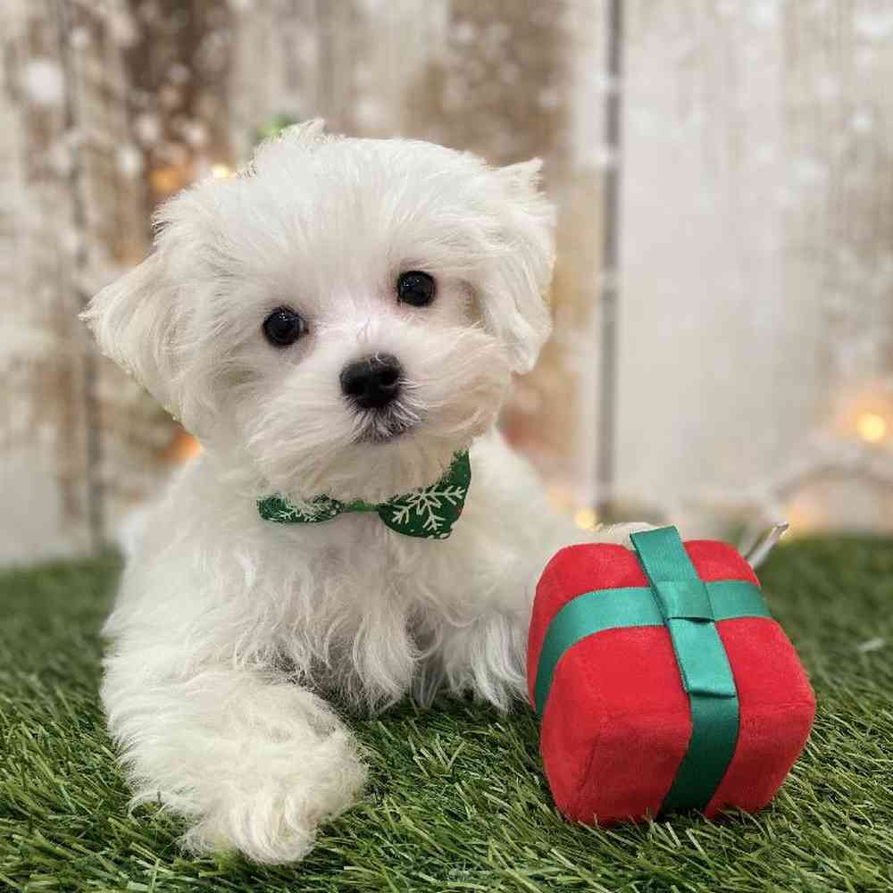 Male Maltese Puppy for Sale in Braintree, MA
