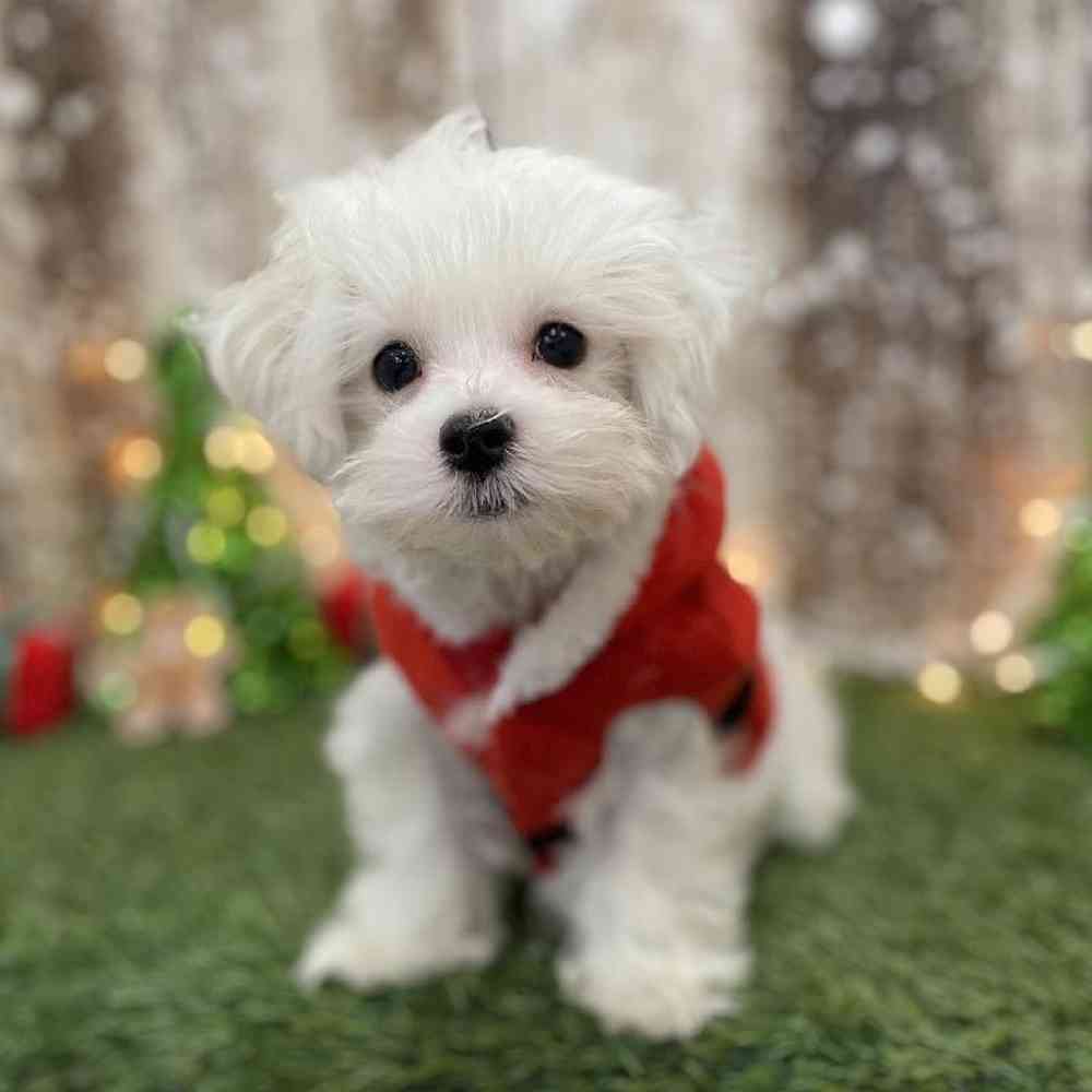 Male Maltese Puppy for Sale in Braintree, MA