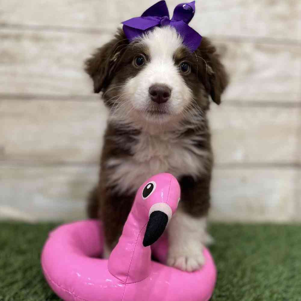 Female Miniature Australian Shepherd Puppy for Sale in Braintree, MA