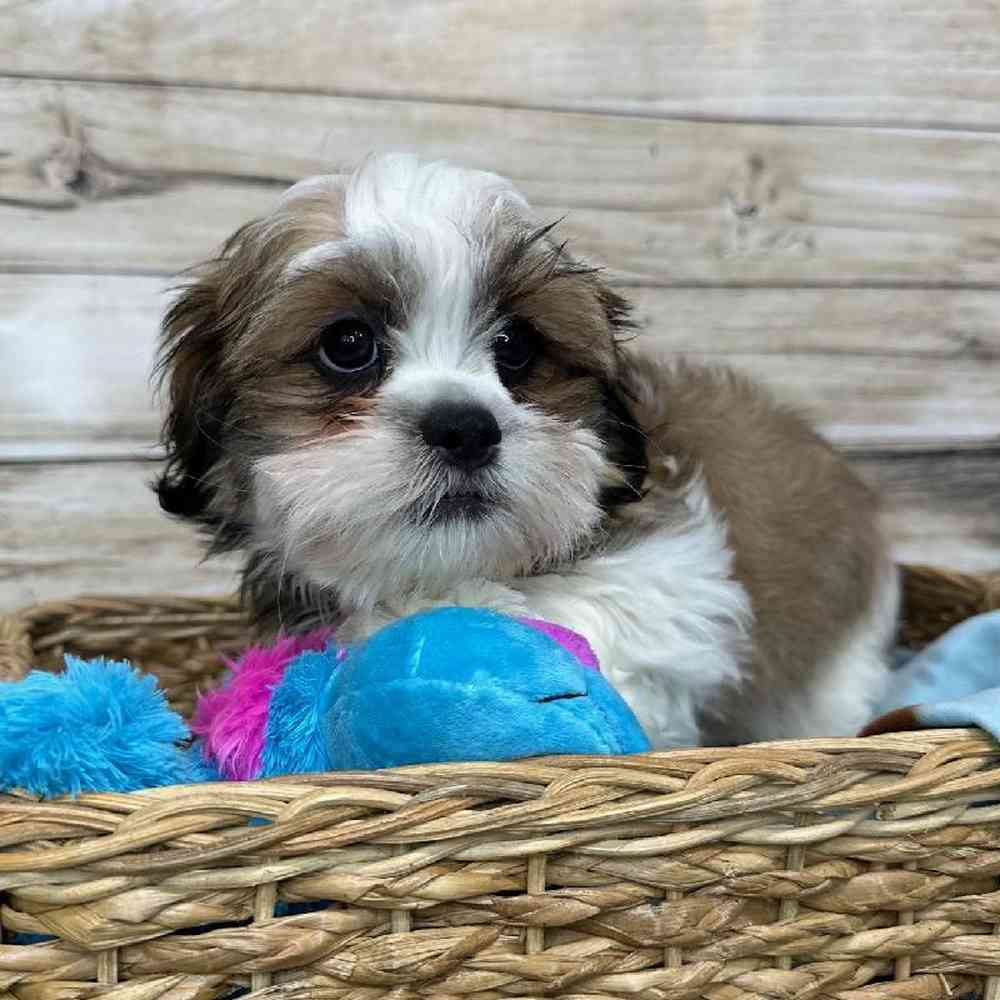 Male Teddy Bear (Zuchon) 2nd Gen Puppy for Sale in Saugus, MA