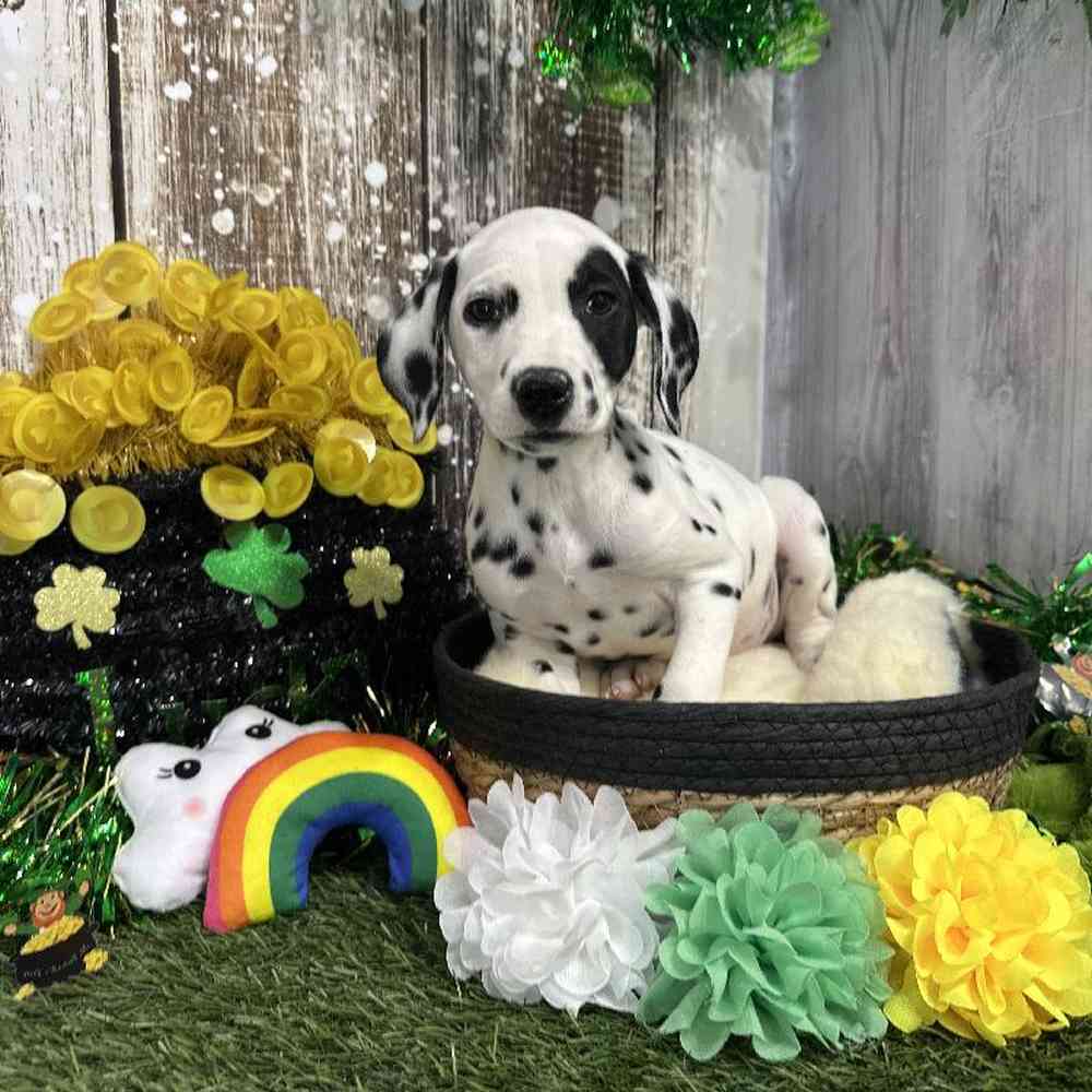 Female Dalmatian Puppy for Sale in Saugus, MA