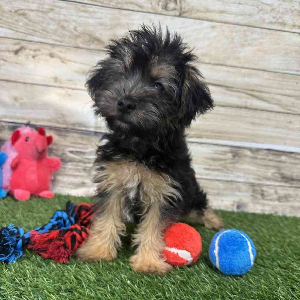 Male Bichon-Poodle 2nd Gen Puppy for Sale in Braintree, MA