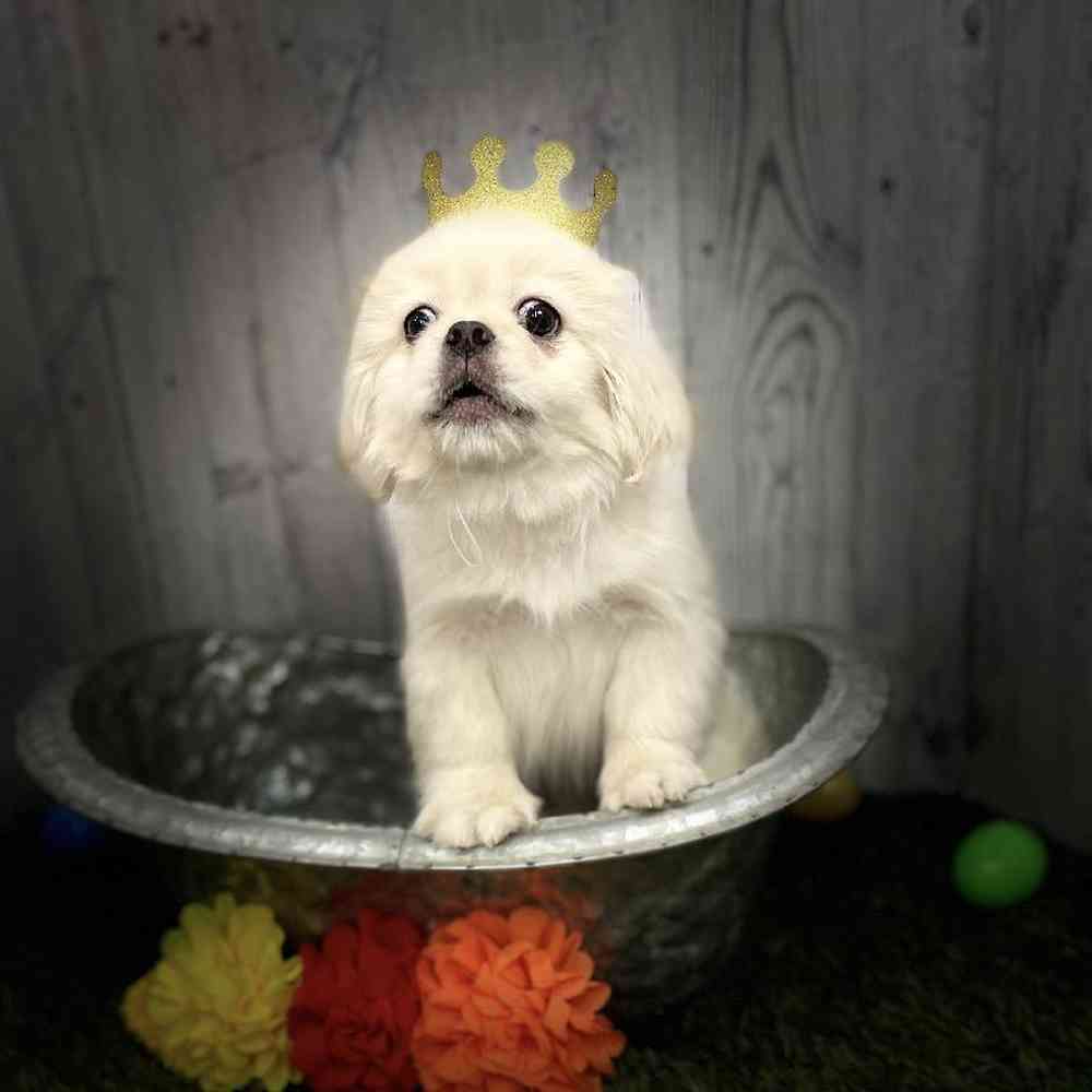 Male Pekingese Puppy for sale