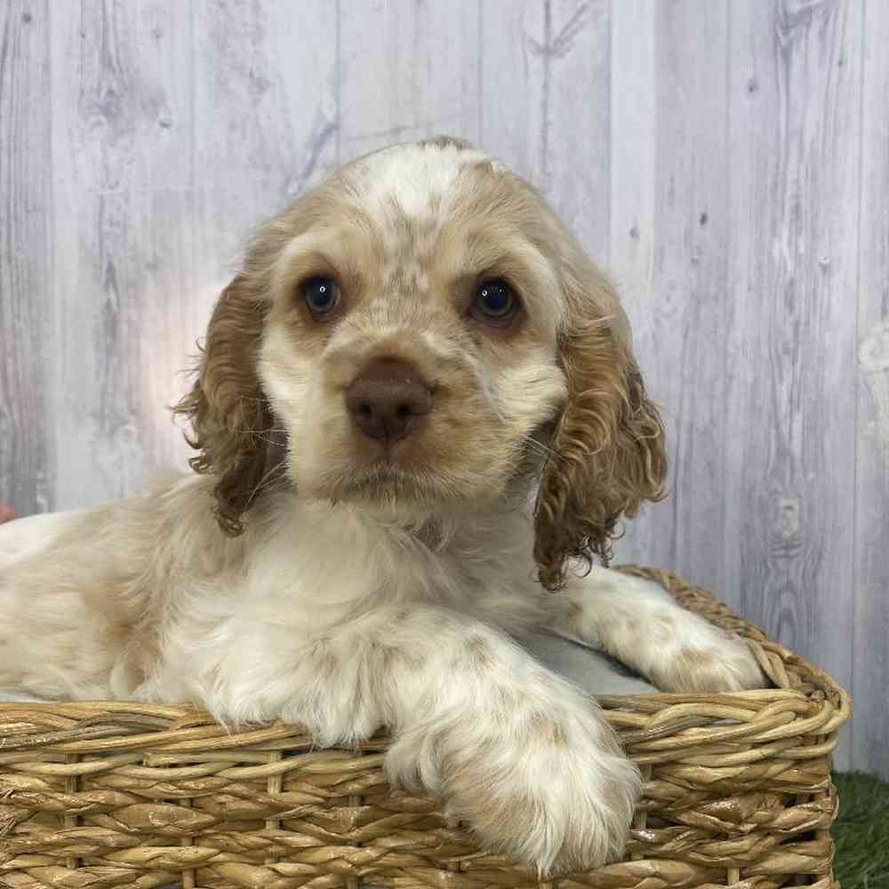 Female Cocker Spaniel Puppy for Sale in Saugus, MA