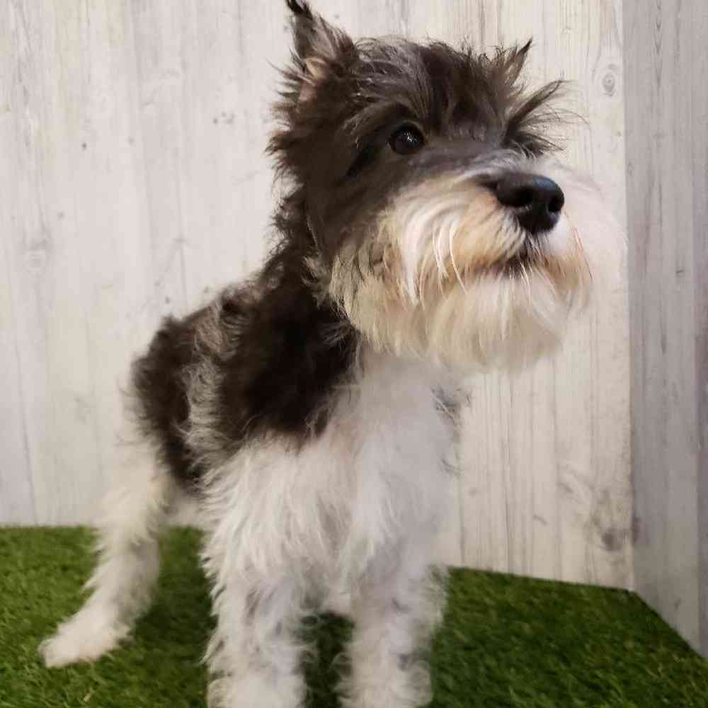 Male Miniature Schnauzer Puppy for sale