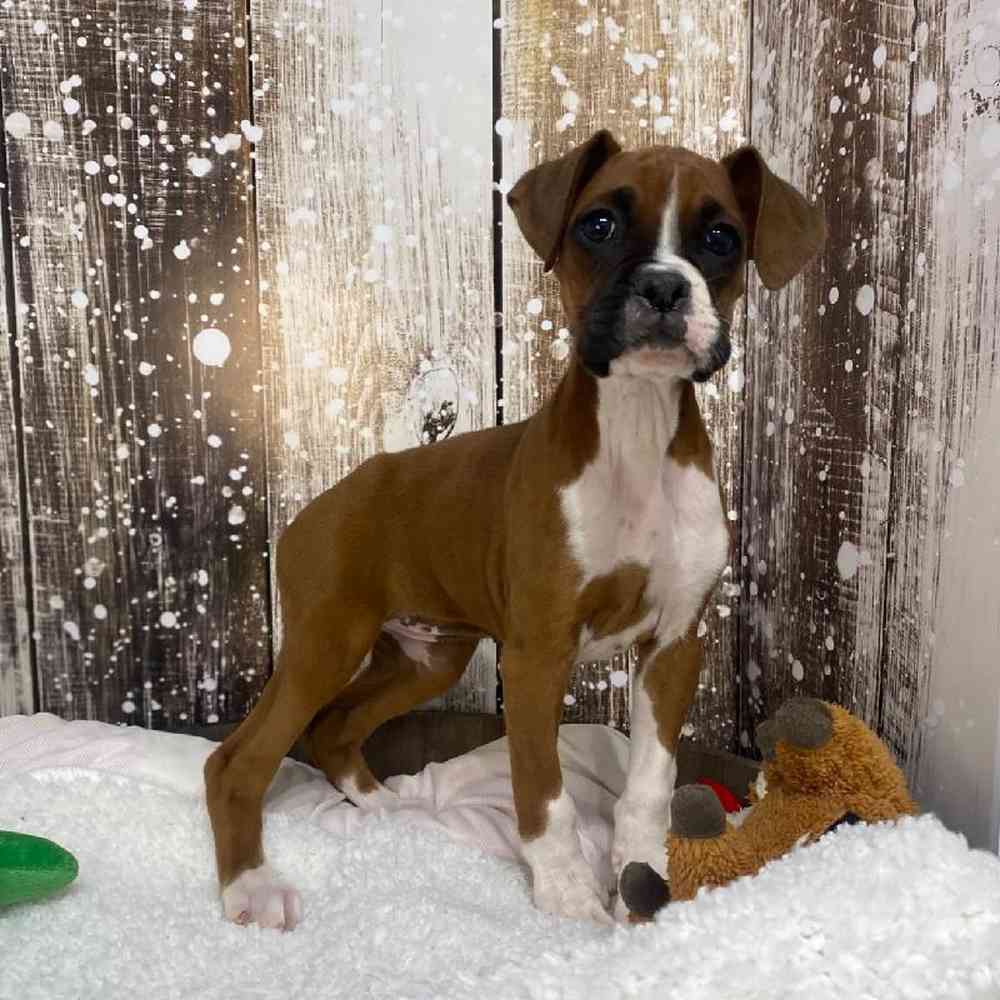 Female Boxer Puppy for Sale in Saugus, MA
