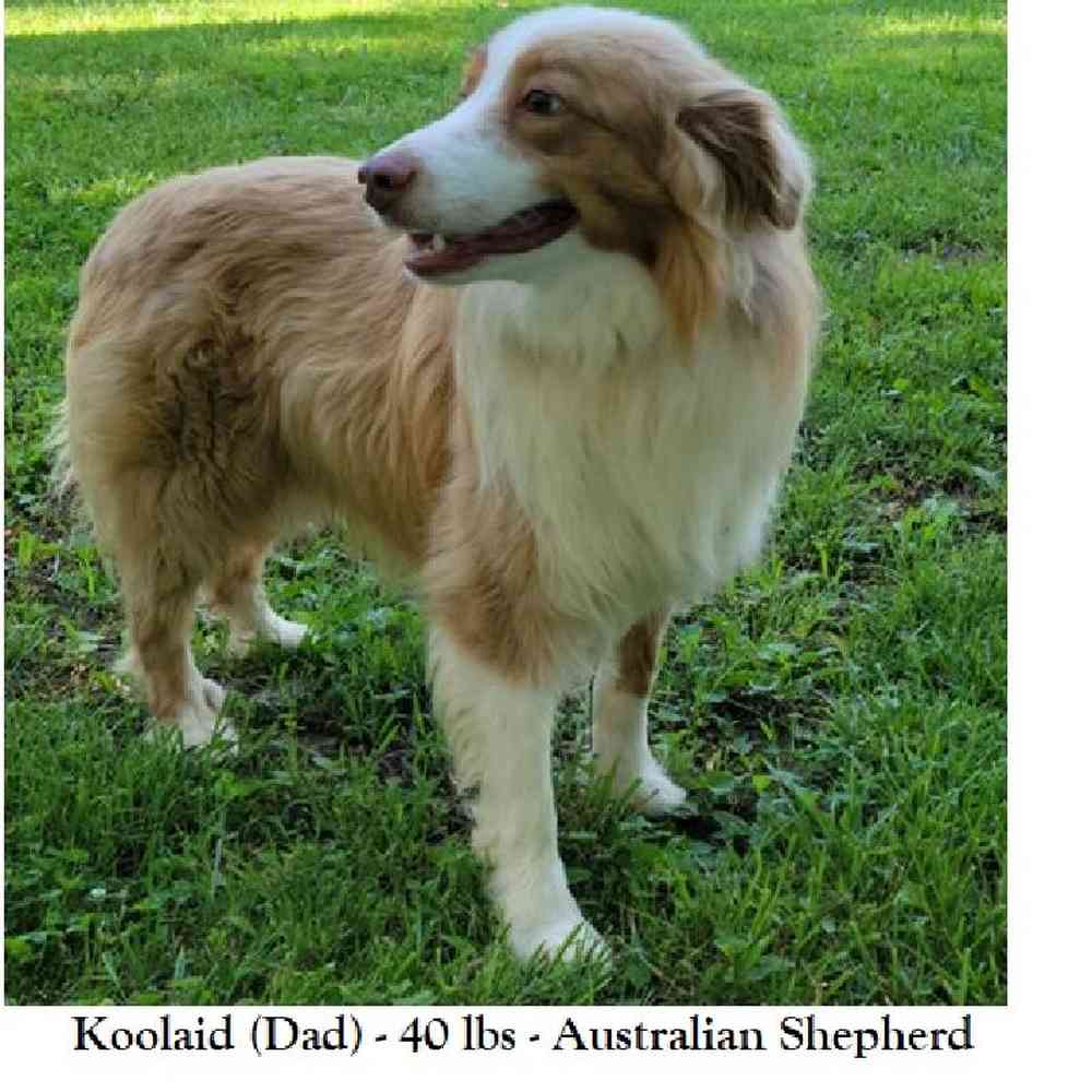 Male Miniature Australian Shepherd Puppy for Sale in Saugus, MA