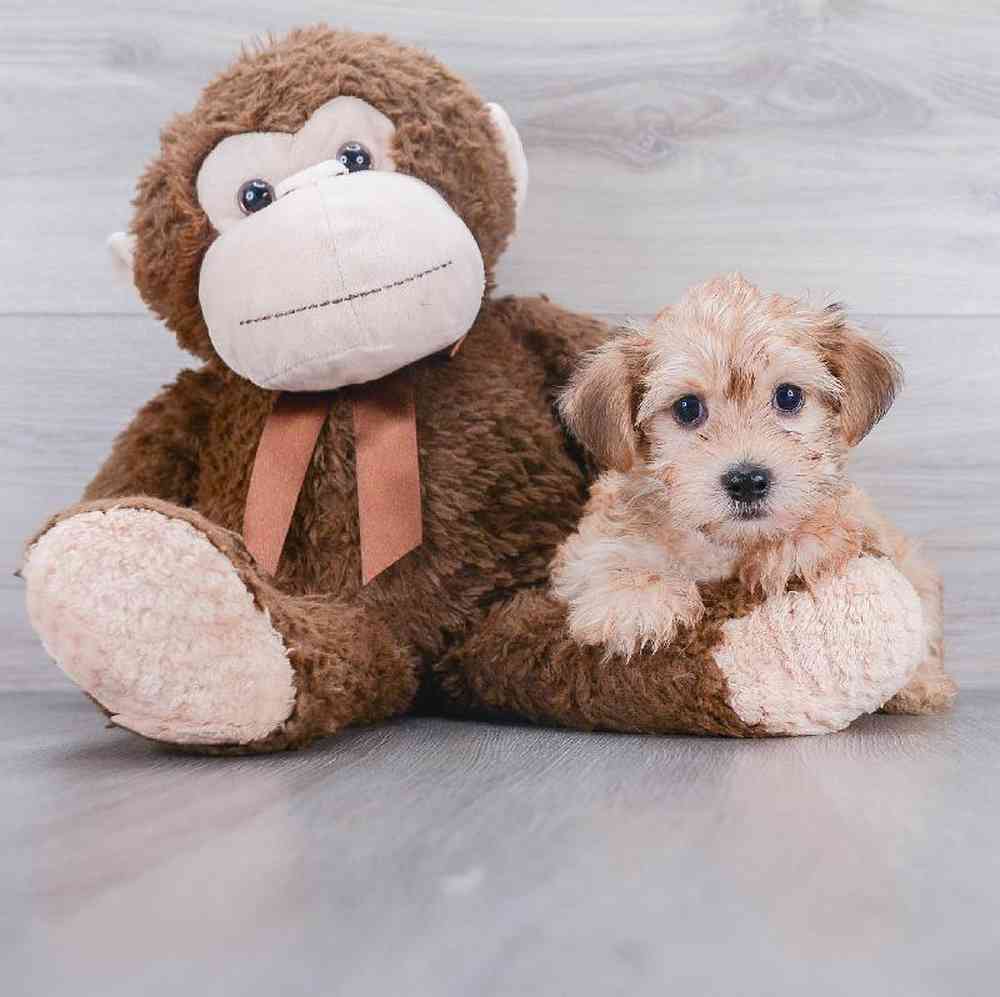 morkie-elmo-1563393135371575.jpg