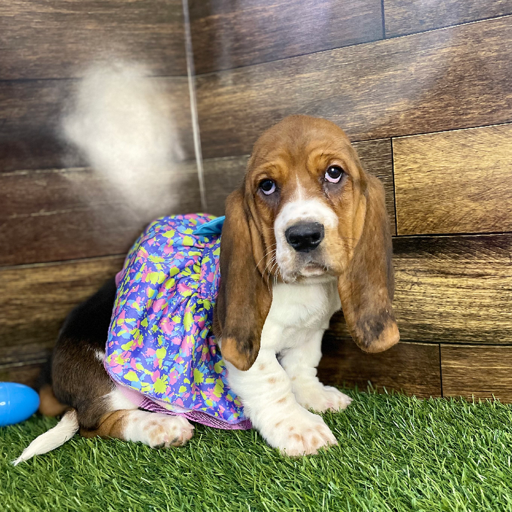Female Basset Hound Puppy for Sale in Braintree, MA