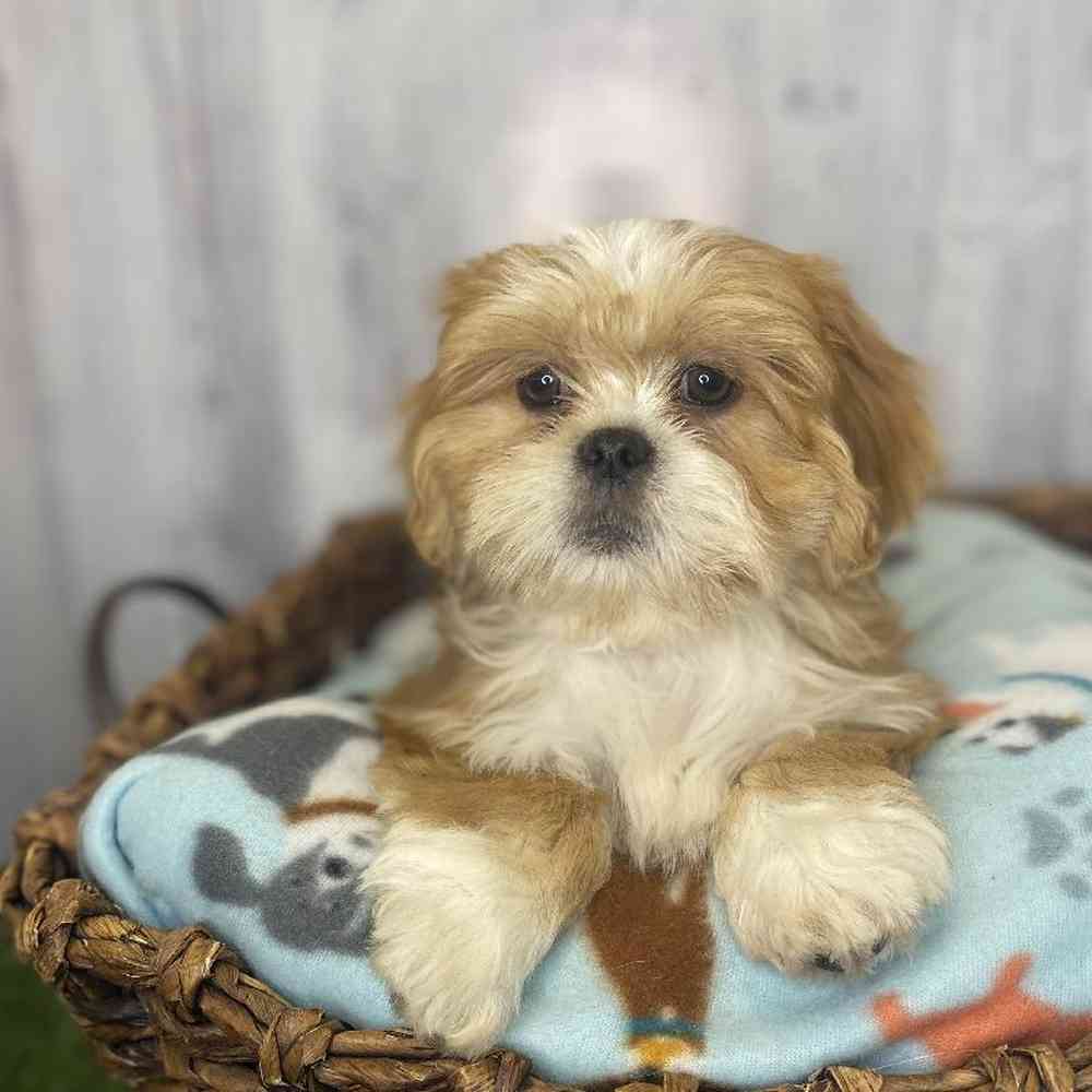 Male Lhasa Apso Puppy for Sale in Saugus, MA