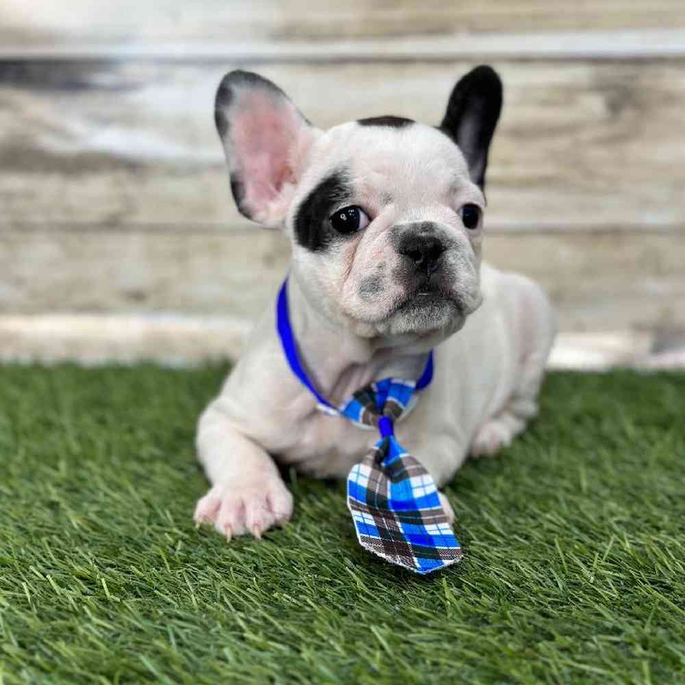 Male French Bulldog Puppy for Sale in Saugus, MA