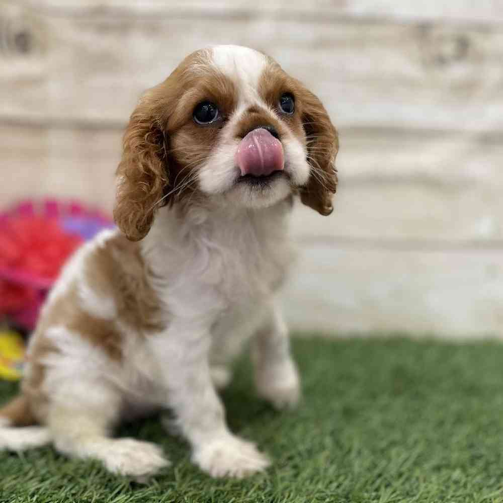 Female Cavalier King Charles Spaniel Puppy for Sale in Saugus, MA