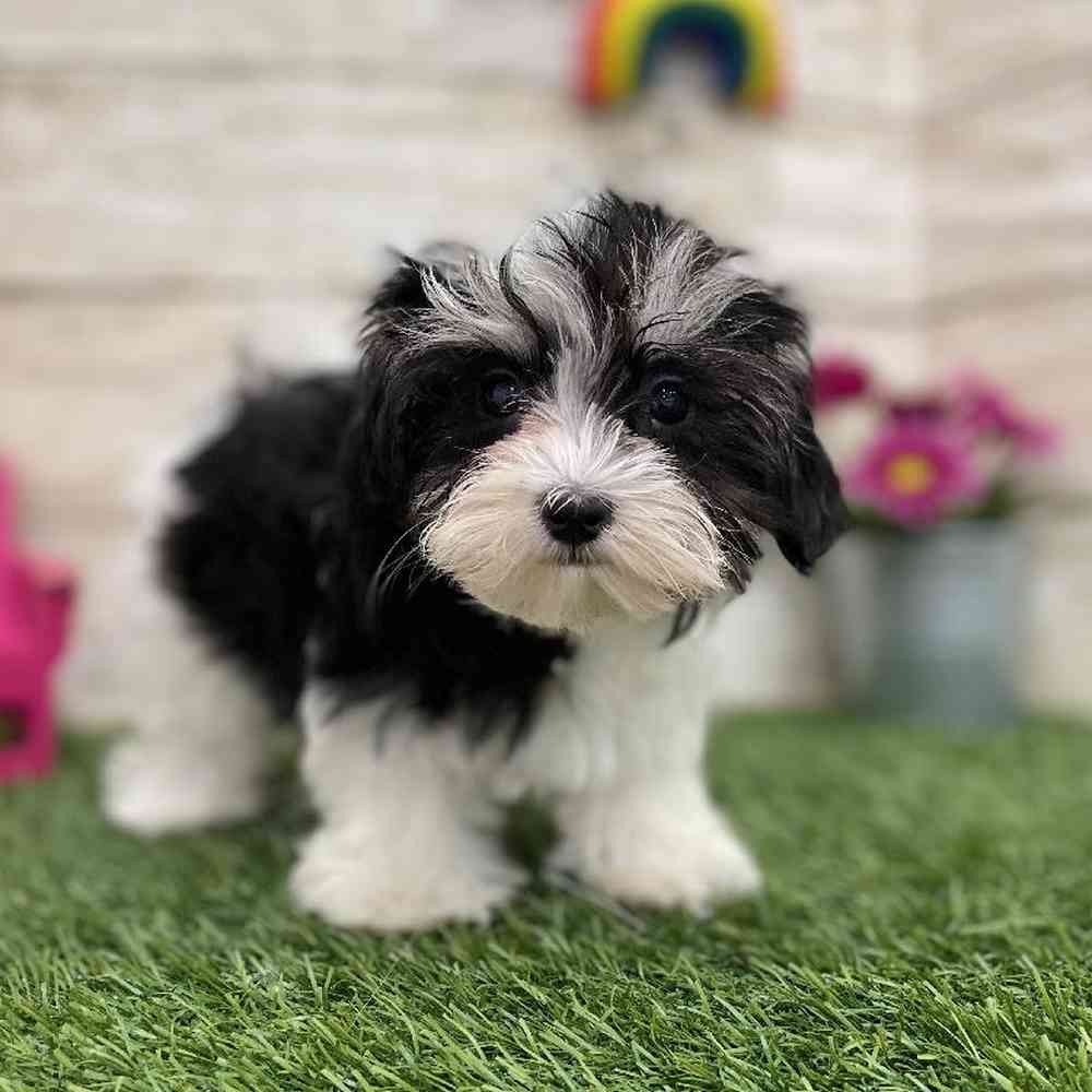Female Havamalt Puppy for Sale in Braintree, MA