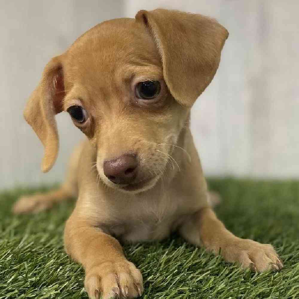 Female Chiweenie Puppy for sale