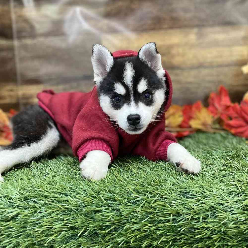 Male Alaskan Klee Kai Puppy for Sale in Braintree, MA