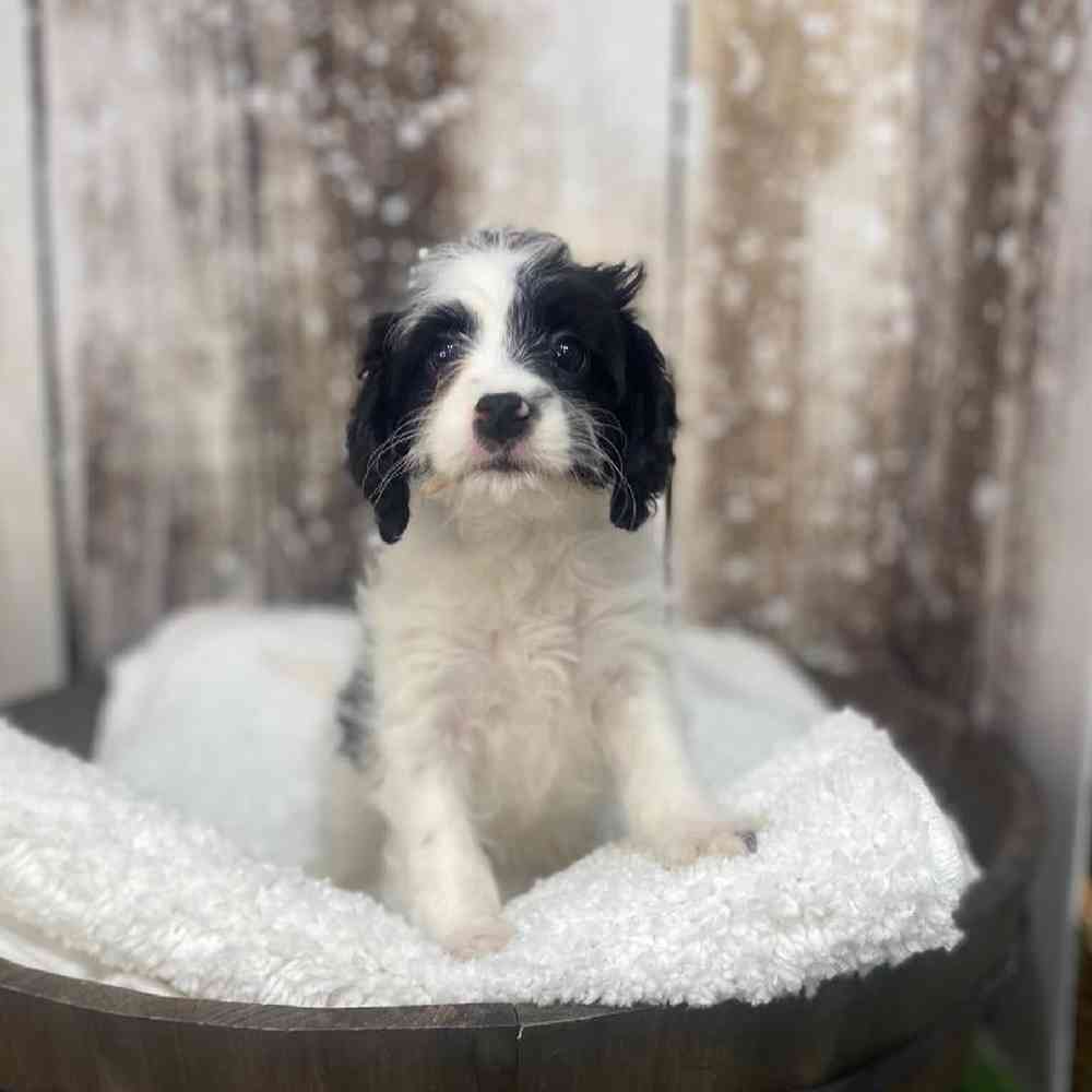 Male Cavapoo Puppy for Sale in Saugus, MA