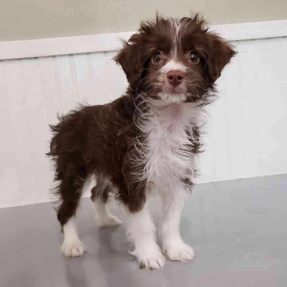 Male Mini Aussie Mix Puppy for sale