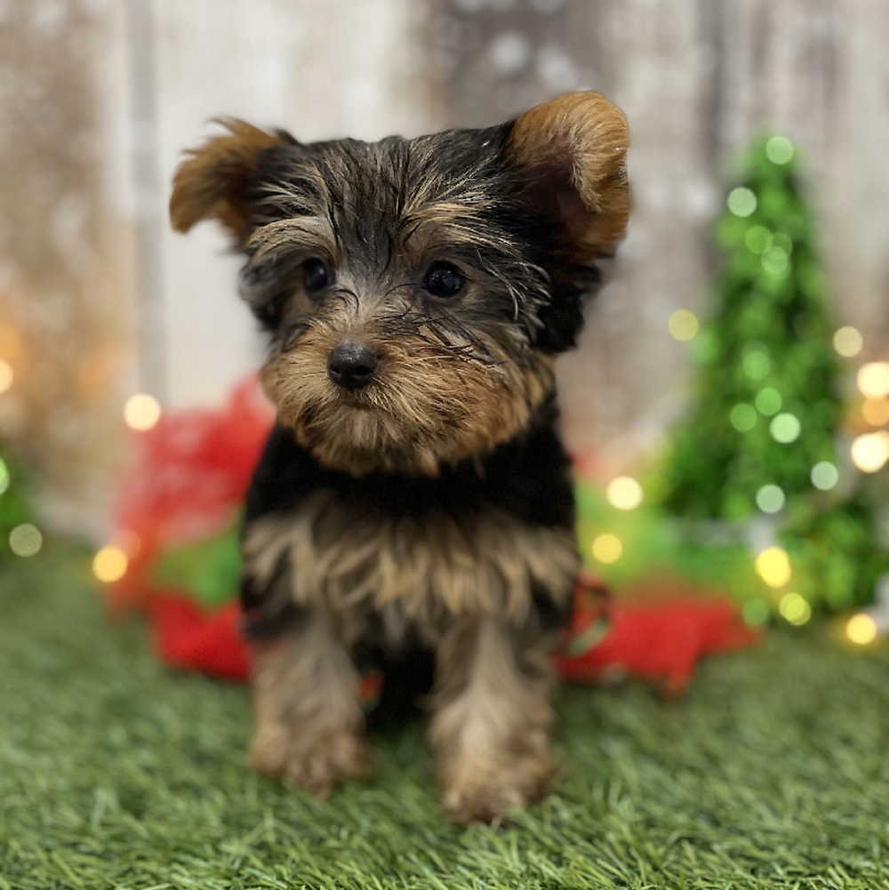 Female Yorkshire Terrier Puppy for Sale in Braintree, MA