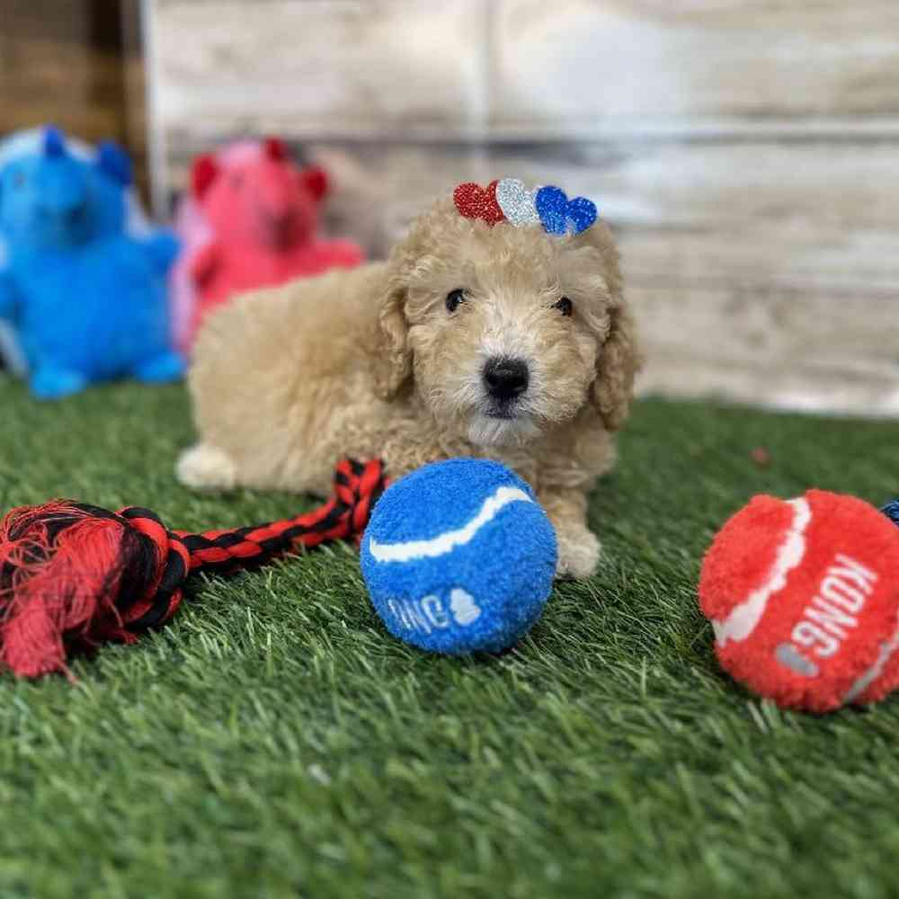 Female Poodle (MINI) Puppy for Sale in Saugus, MA