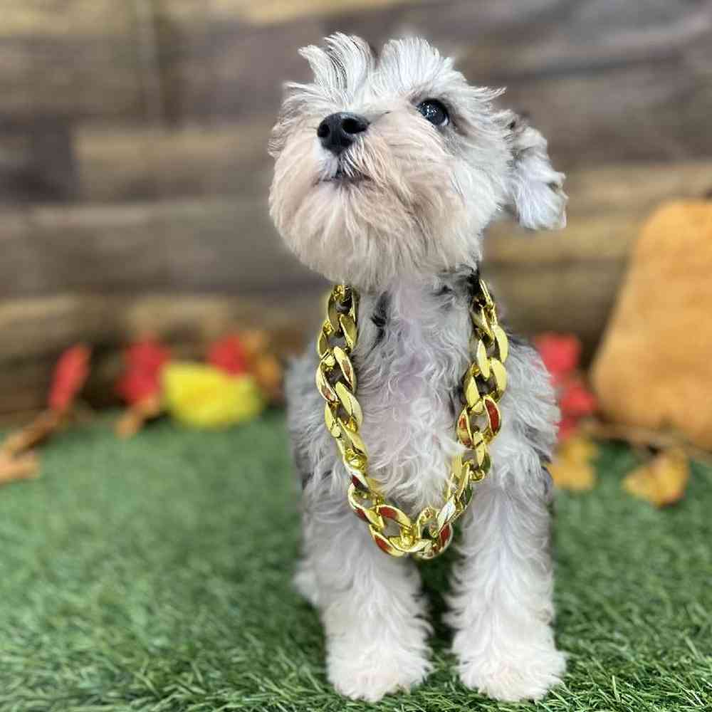 Male Miniature Schnauzer Puppy for Sale in Braintree, MA