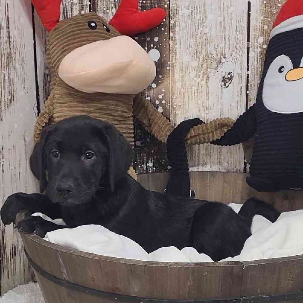 Male Labrador Retriever Puppy for Sale in Saugus, MA