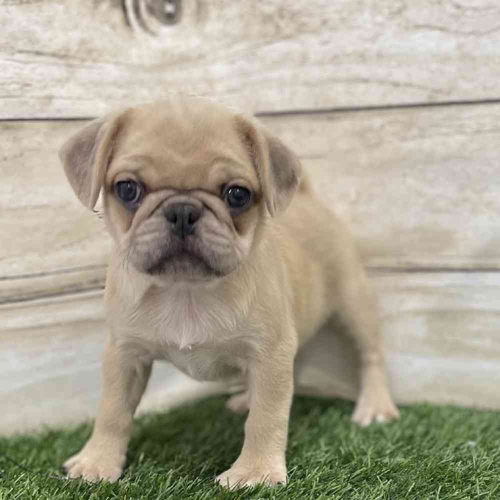 Female Pug Puppy for Sale in Braintree, MA