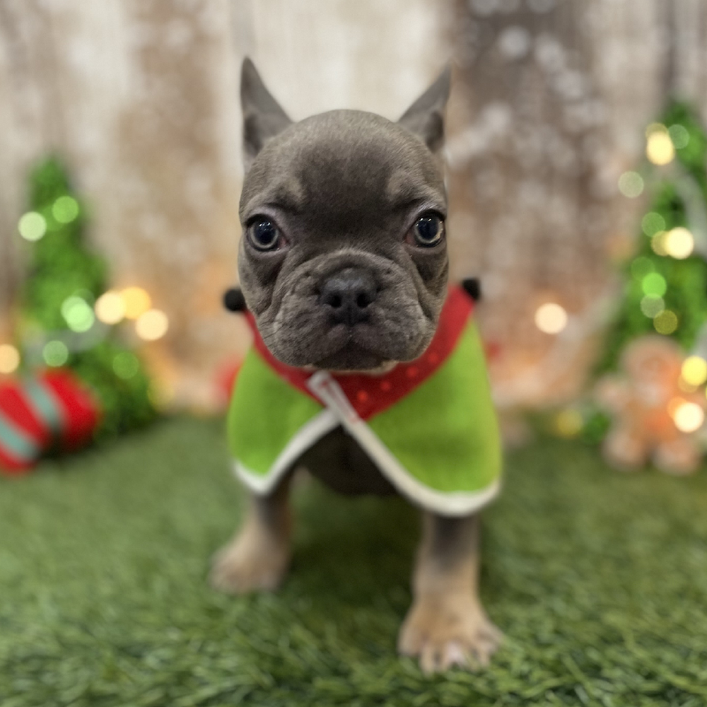 Female French Bulldog Puppy for Sale in Braintree, MA