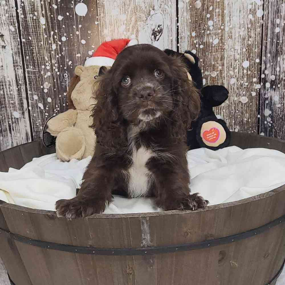 Male Cocker Spaniel Puppy for Sale in Saugus, MA