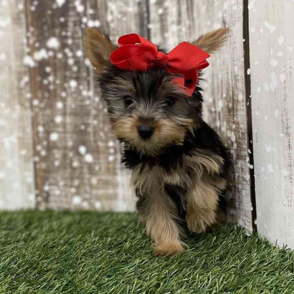 Yorkshire Terrier For Sale Pet Express Braintree